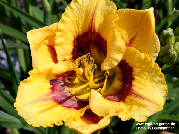 catalog/images/startseite/Much Ado About Magic.jpg